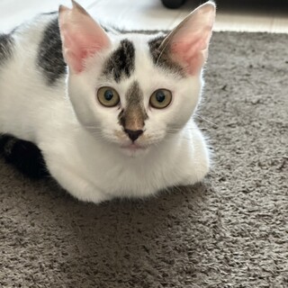 2024年8月生まれ　好奇心旺盛人懐こいオレくん