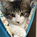2024年8月生まれ　ちょっと臆病なムギくん