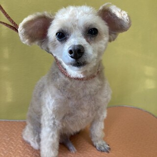 抱っこを要求可愛い　レオンくん