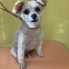 抱っこを要求可愛い　レオンくん サムネイル2