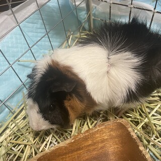 モルモット6.26生まれ　3匹　全部メス？
