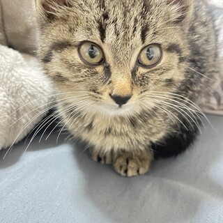 人懐っこい子猫です