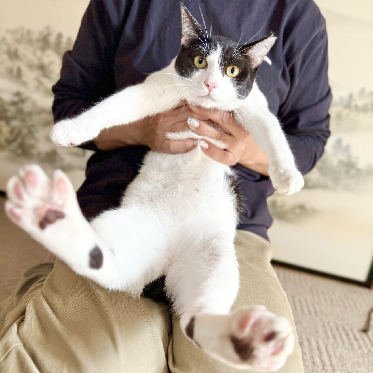 里親様募集♡送料込み。アプリコットちゃん。トップノット。 抱っこ大好き、キャロット」京都府 - 猫の里親募集(505756