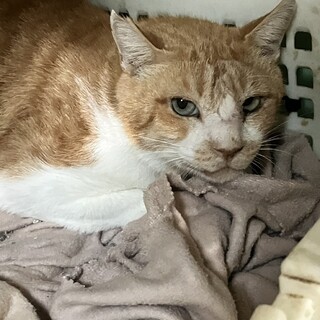 茶白 ♂ 丸顔ちゃん