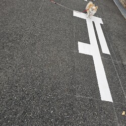 「お散歩もっと行きたい！やだ帰る！の解決法」サムネイル2