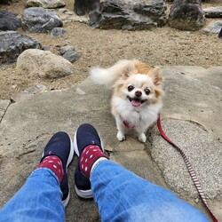 「お散歩もっと行きたい！やだ帰る！の解決法」サムネイル3