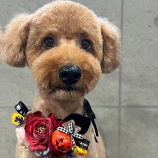 天真爛漫でちょいワガママ【松ぼっくり君】