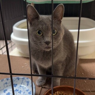 　猫さんの里親さんになってください