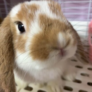 ホーランドロップイヤー　【ラテ】