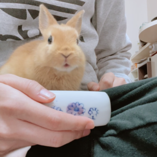 ネザーランドドワーフ【ココ】