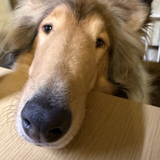 2歳ラフコリー男の子