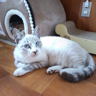 ブルーの目の甘えん坊男の子　家族募集