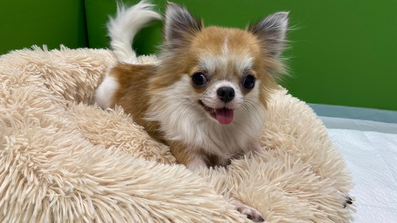 チワワ】めちゃくちゃ可」兵庫県 - 犬の里親募集(505780) :: ペット