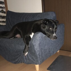 ツキノワグマの子供みたい？