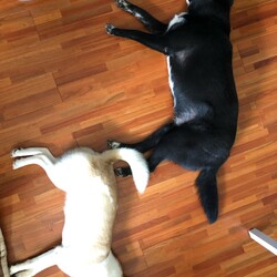 「シンクロ行動✨」サムネイル3