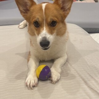 小さめコーギーの女の子