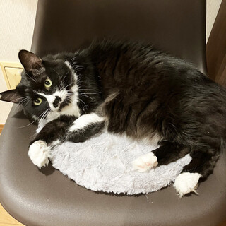 お鼻に逆♡柄長毛黒白テルくん♂約4歳