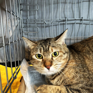 人間も猫も大好き♡マーサちゃん♀2歳