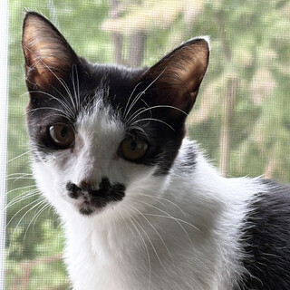 キレイなハチワレあごまる♀約4ヶ月半