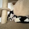黒白のイケメン♡ふたせくん♂約4か月半 サムネイル2