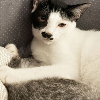 ダンディちょびひげ♡ひょろくん♂約4か月半