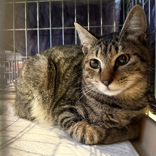 大きな目のイケメンキジ♂コロネくん6ヶ月