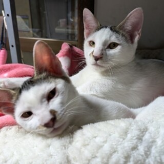 そっくり兄弟のショウタ君とリョウタ君