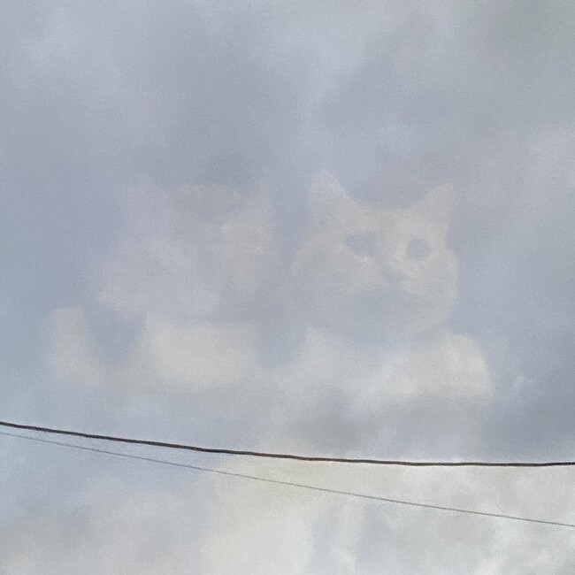 個人活動：和菓子猫のカバー写真