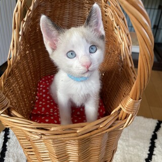 ミルクから育てたので人慣れバツグン♡けんた君