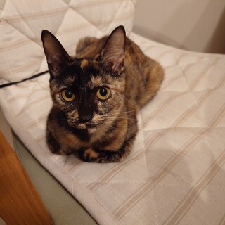 サビ猫家族募集中