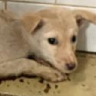 緊急！生後1ケ月の可愛い子犬　11月29日迄