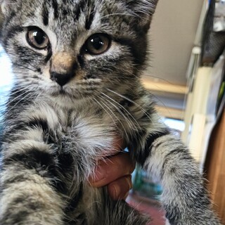 二匹目に。 楕円形のお顔のキジトラ ♂２ヶ月