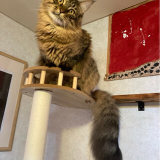 テレスくん♂＠約1歳未満