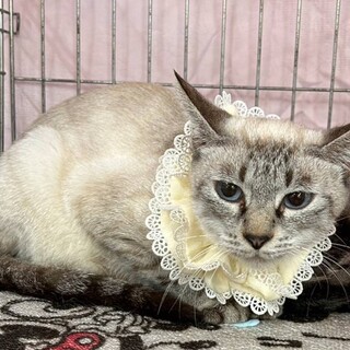 【12/1東日本橋】小柄なママ♡エメラルドちゃん