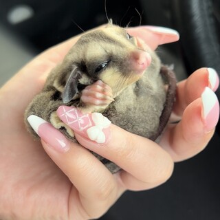 フクロモモンガ ベビー 里親募集中