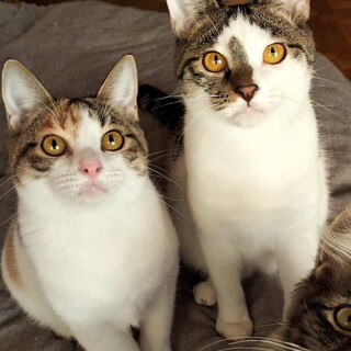 想い合う理想の兄妹♡いくら&うに