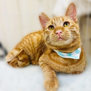 平和主義ボーイの優しい茶太郎くん！【守口市】