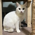 白猫ちゃん