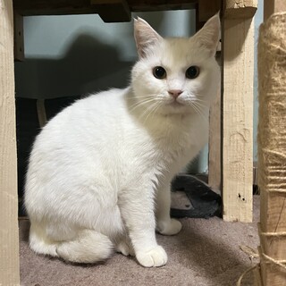 白猫ちゃん