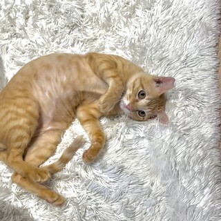 （相談中）へそ天　茶トラボーイ