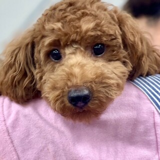 トイ・プードル × 島根県が募集対象 × 子犬」保護犬里親募集情報