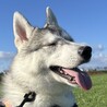 人懐っこいハスキーの男の子 7ヶ月です サムネイル2