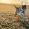 人懐っこいハスキーの男の子 7ヶ月です サムネイル3
