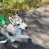 人懐っこいハスキーの男の子 7ヶ月です サムネイル4