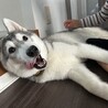 人懐っこいハスキーの男の子 7ヶ月です サムネイル5