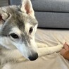 人懐っこいハスキーの男の子 7ヶ月です サムネイル6