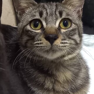 里親決定☆つばさ君去勢済み