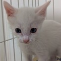 トワくん決まりました有り難うございます1/2