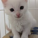 ノアちゃん譲渡決定、有り難うございます1/7