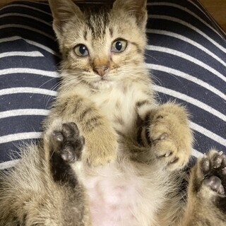 ぱっちりおめめの甘えん坊王子約1ヶ月半